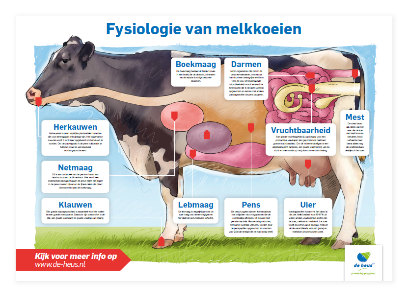 poster fysiologie melkkoeien.png